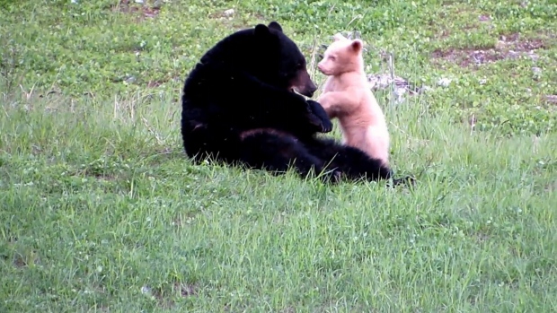 Bears wrestling