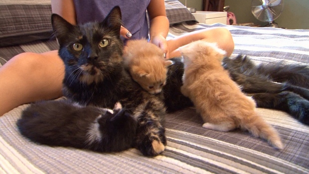 Cat, kittens rescued