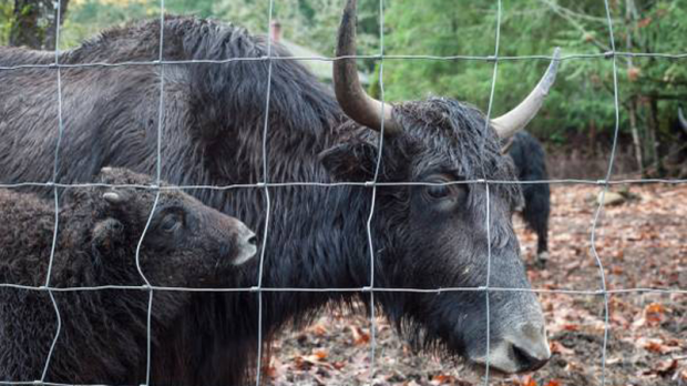 yaks for sale