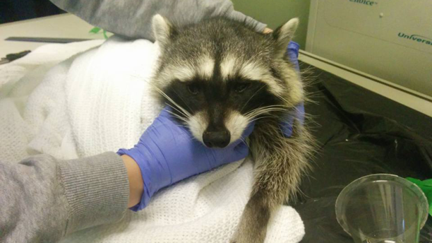 injured raccoon