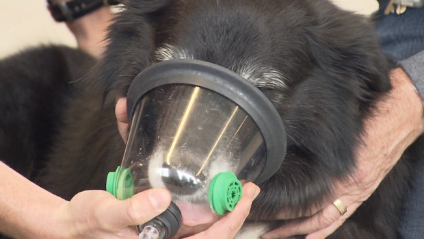 Pet oxygen masks