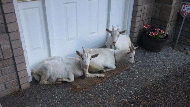 Goats at large in Richmond