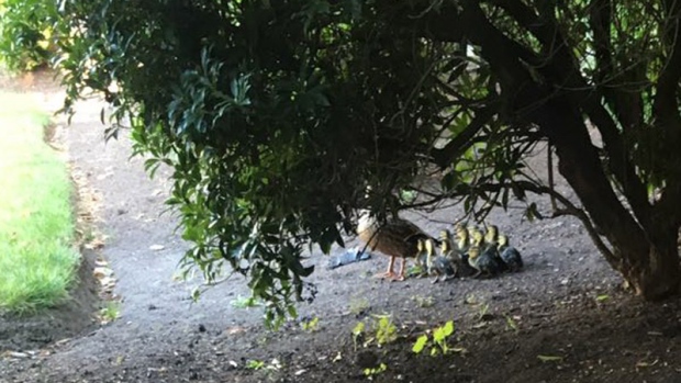 Ducklings reunited with mother