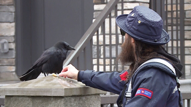 Canuck the crow befriends mail carrier