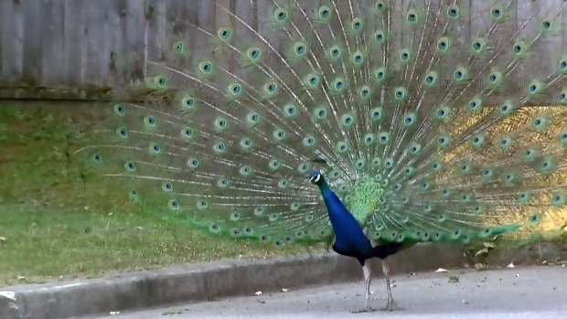Will residents fond of peacocks tamper with traps?