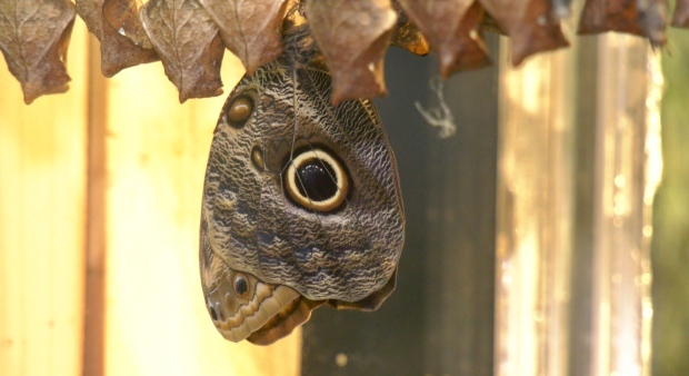 Butterflies at Vancouver Aquarium