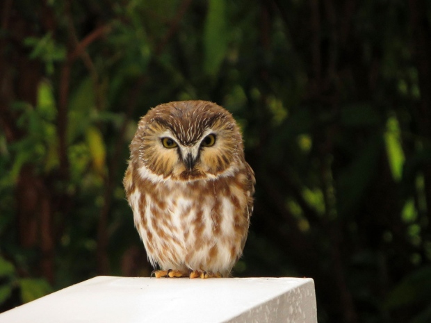 Northern saw whet owl