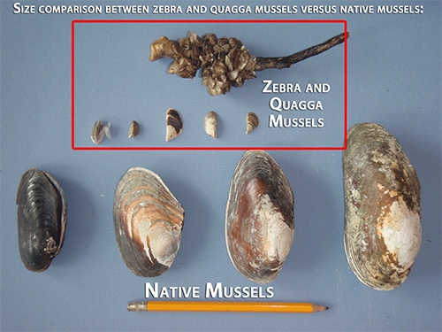 Invasive mussels