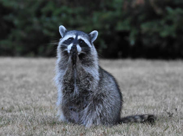 Raccoon in B.C.