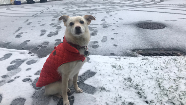 Winnie in the snow