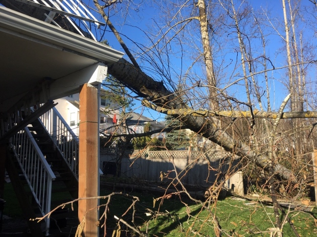 Tree falls into Abbotsford home