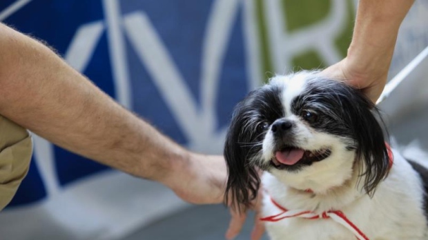 St. John Ambulance dog