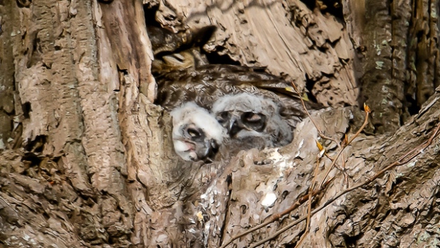Owls in Delta