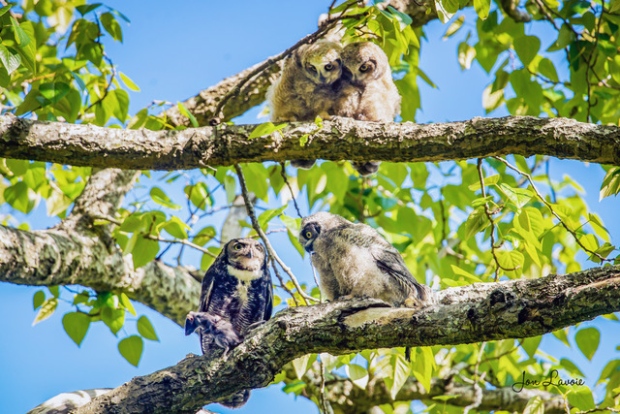 Owls in Delta