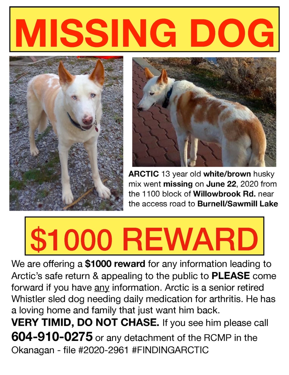 Missing dog poster