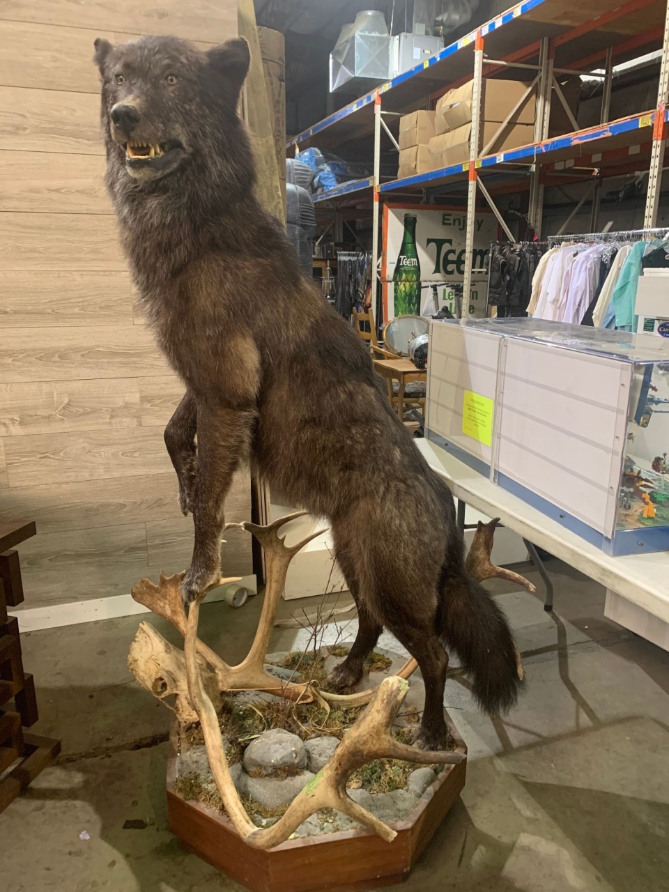 TV show props auction/wolf.jpg